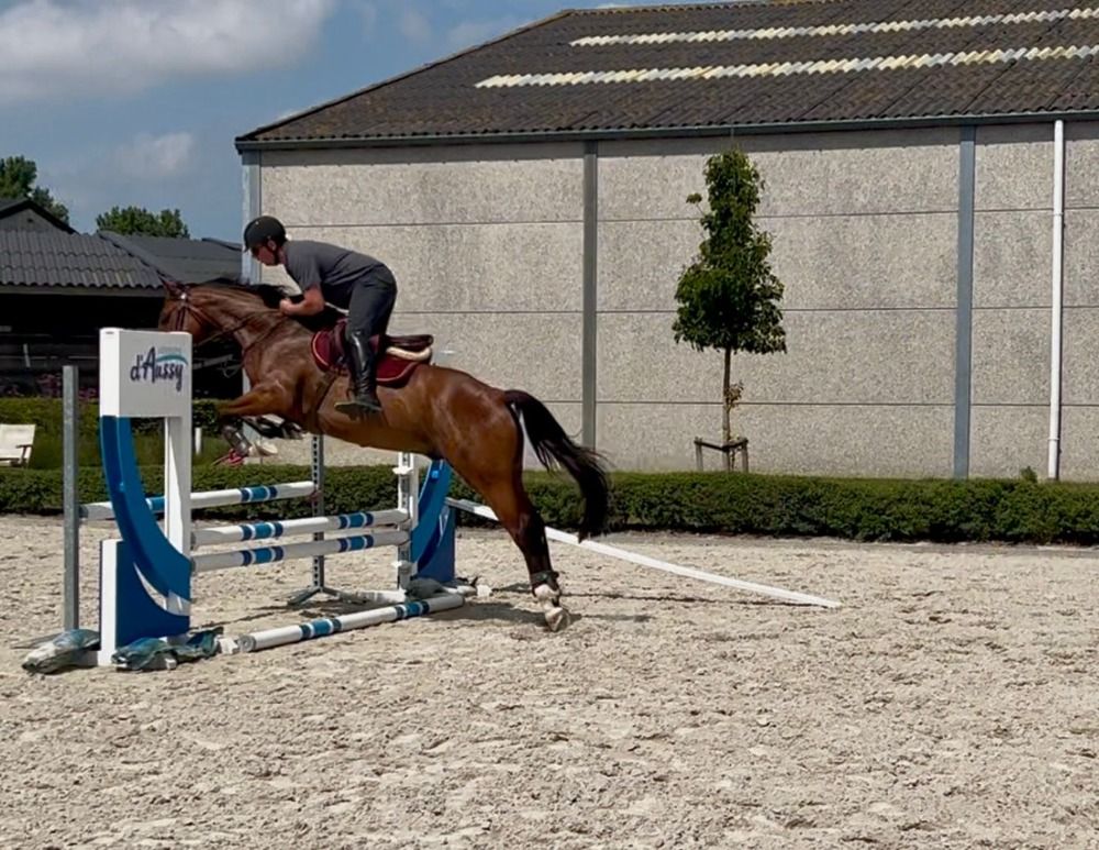 Zangersheide springpaard 4 jaar Bruin te koop - Foto 4