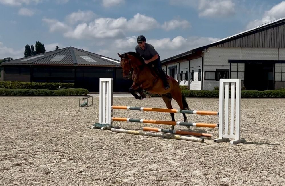 Zangersheide springpaard 4 jaar Bruin te koop - Foto 6