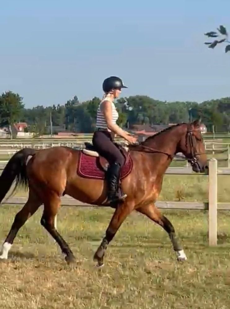 Zangersheide springpaard 4 jaar Bruin te koop - Foto 2