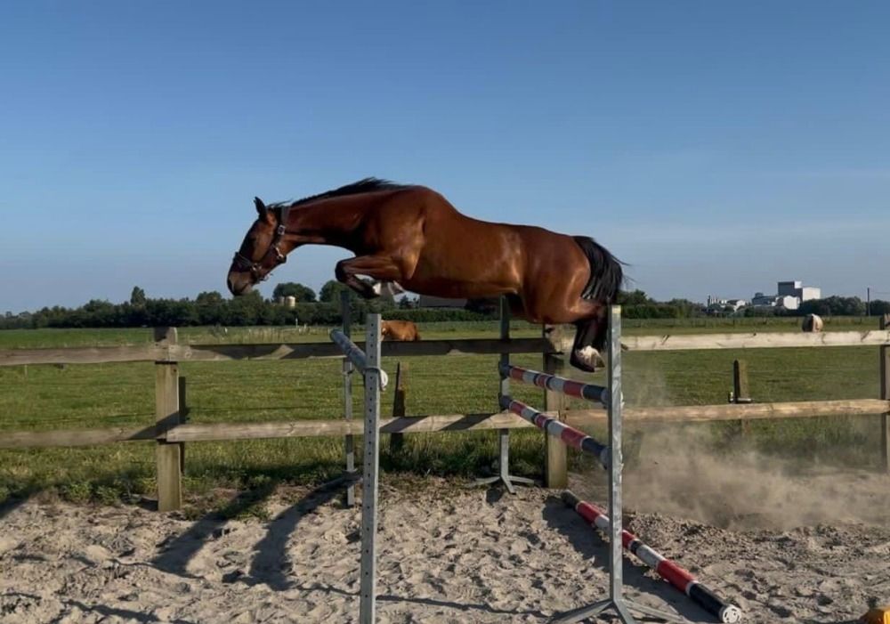 Zangersheide springpaard 4 jaar Bruin te koop - Foto 3