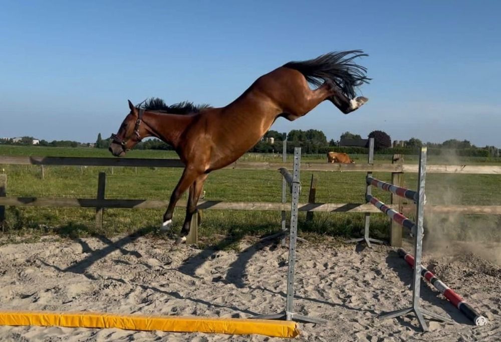Zangersheide springpaard 4 jaar Bruin te koop - Hoofdfoto