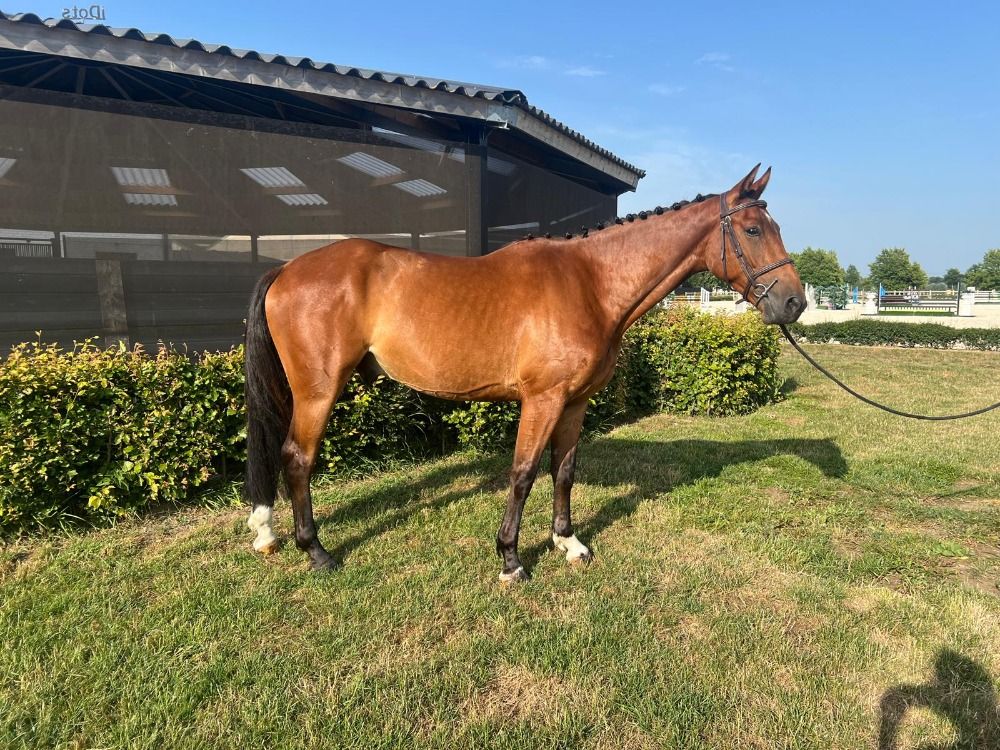 Zangersheide springpaard 4 jaar Bruin te koop - Foto 5