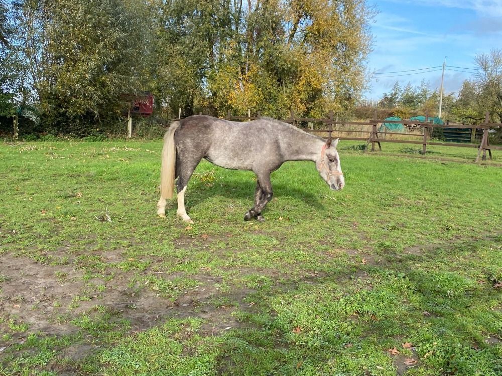 Recreatie pony - VERKOCHT