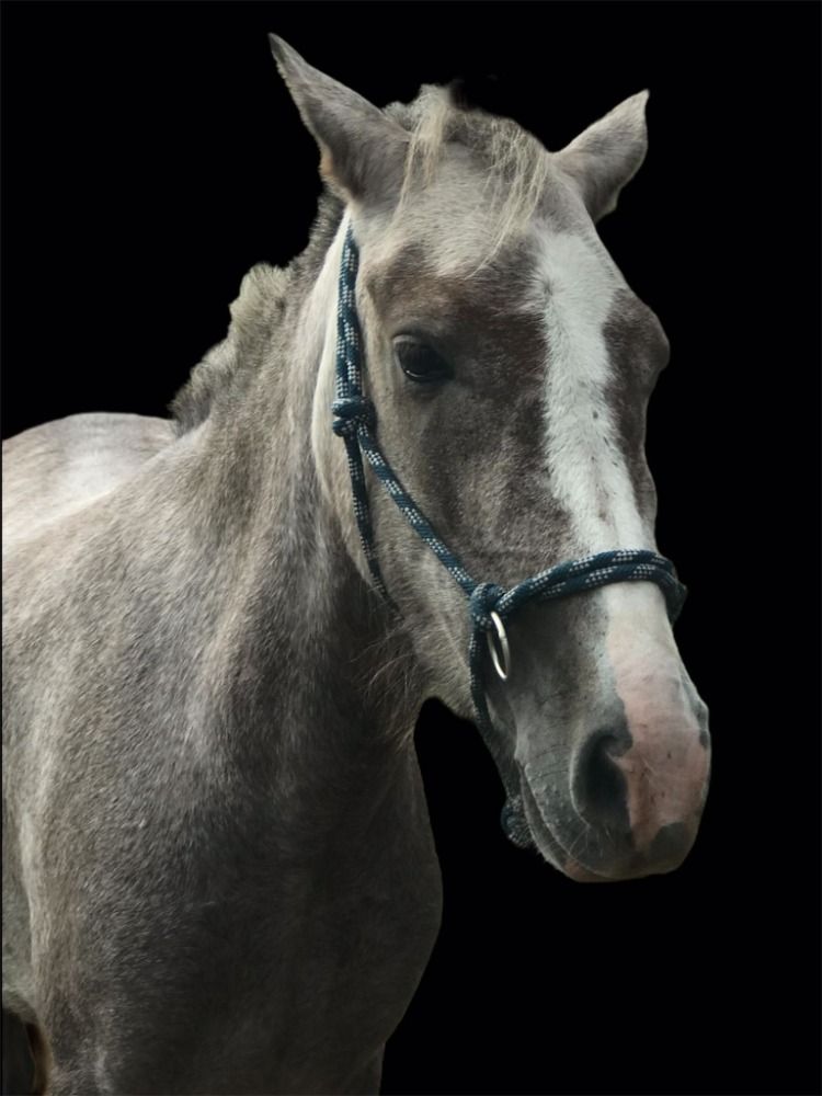 recreatie pony Merrie 3 jaar Schimmel te koop - Foto 2