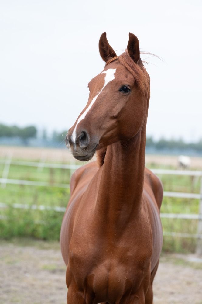 Super lieve 4 jarige ruin!