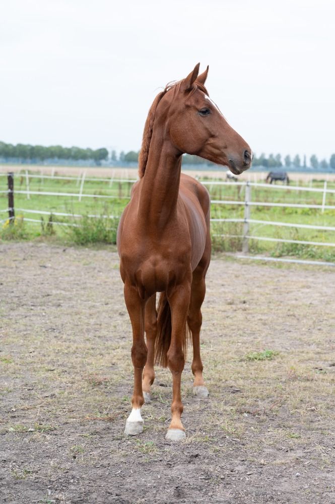 KWPN dressuurpaard Ruin 4 jaar Vos te koop - Foto 3
