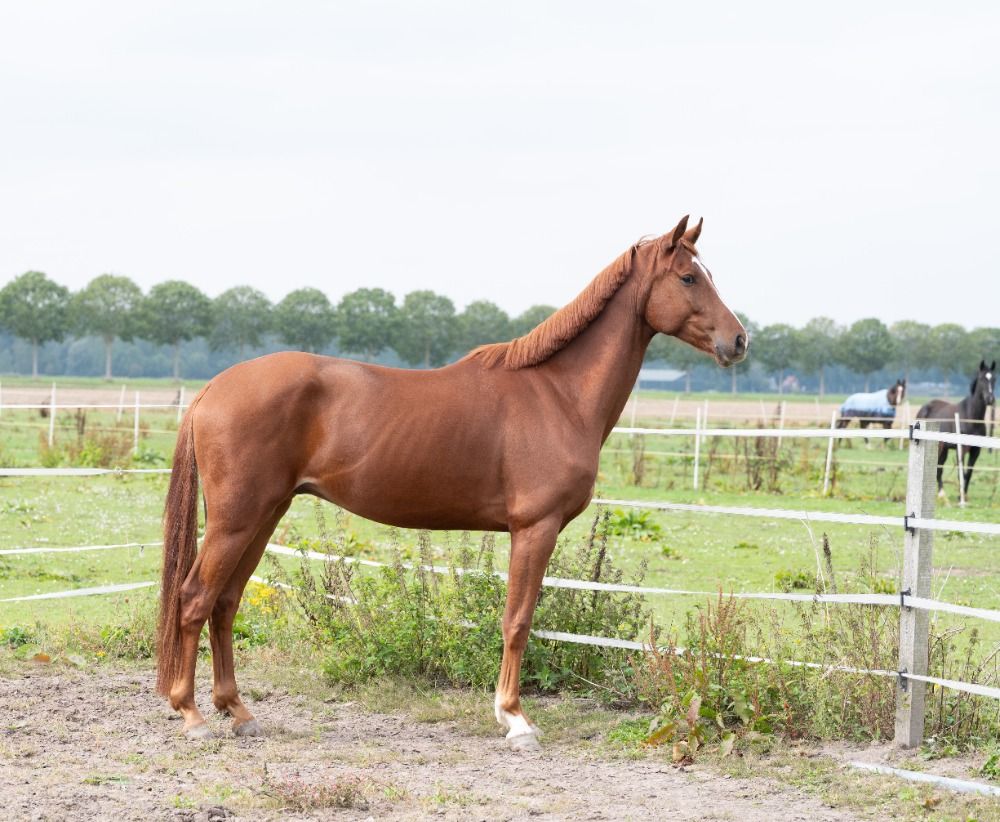 KWPN dressuurpaard Ruin 4 jaar Vos te koop - Foto 2