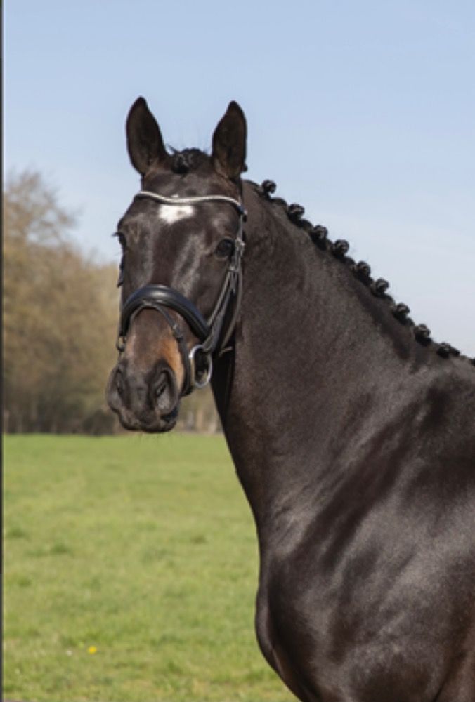 KWPN dressuurpaard Merrie 7 jaar Zwart te koop - Hoofdfoto