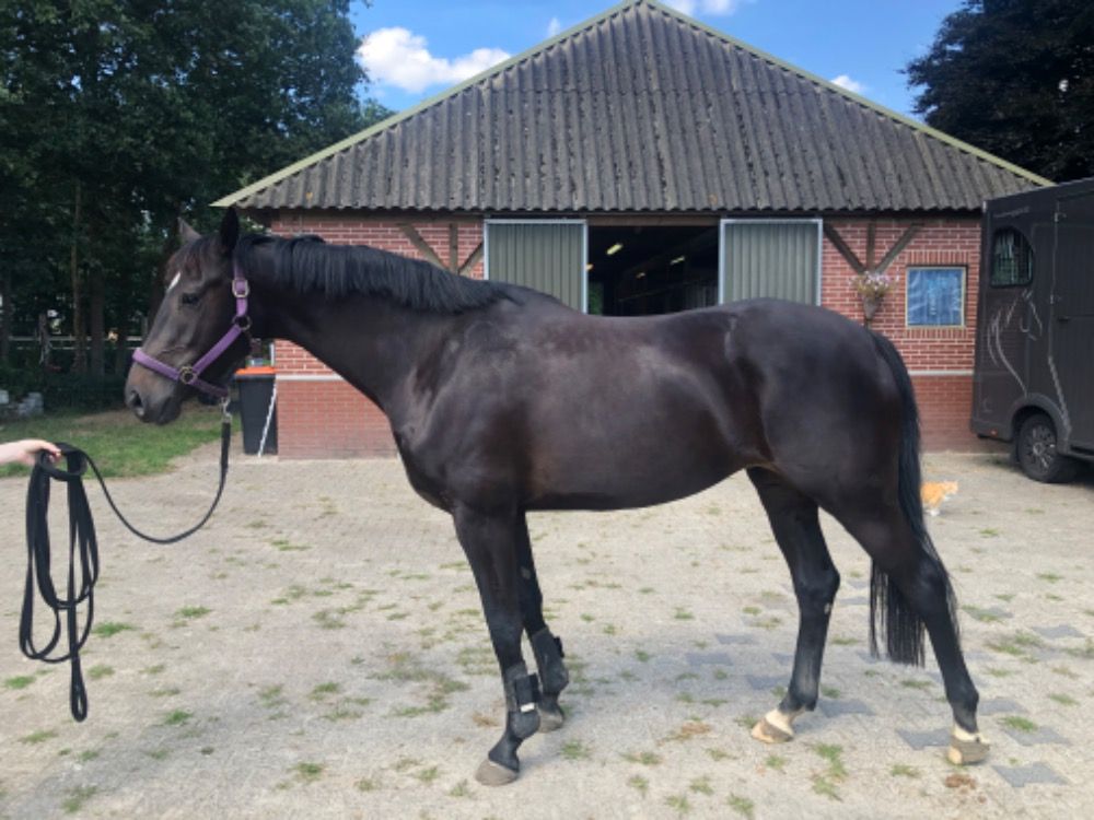 KWPN dressuurpaard Merrie 7 jaar Zwart te koop - Foto 2