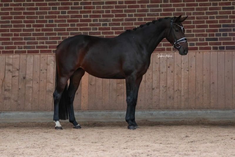 KWPN dressuurpaard Merrie 4 jaar Bruin te koop - Foto 3