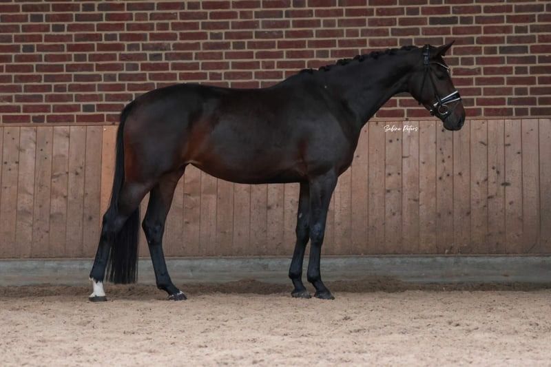 KWPN dressuurpaard Merrie 4 jaar Bruin te koop - Foto 2