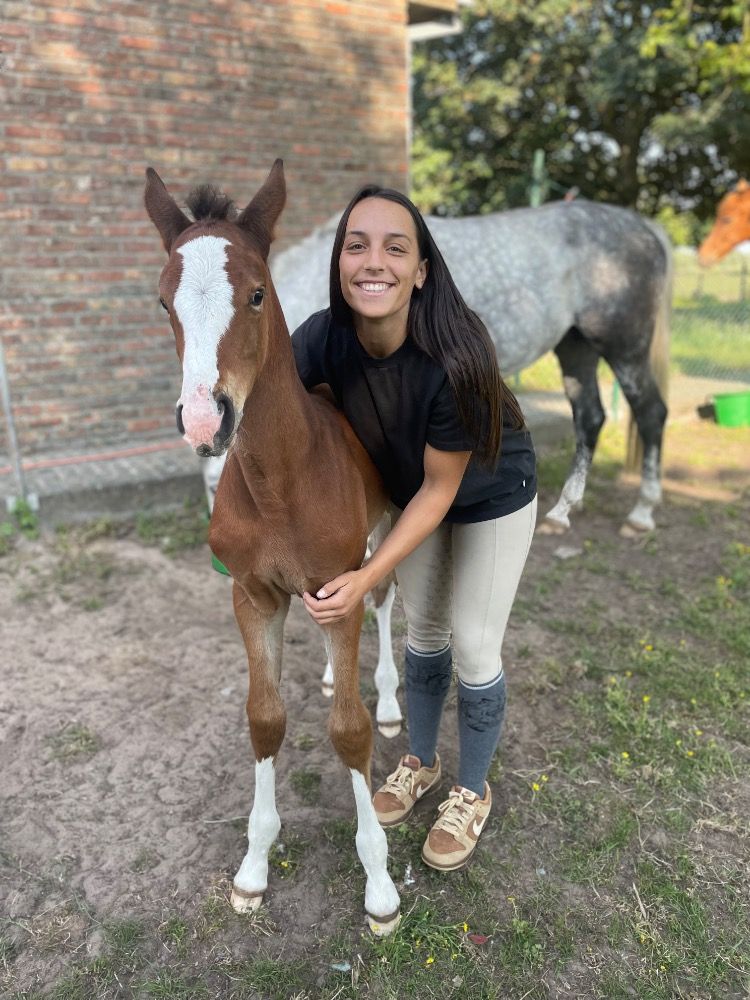 Zangersheide allrounder Merrie te koop - Foto 4