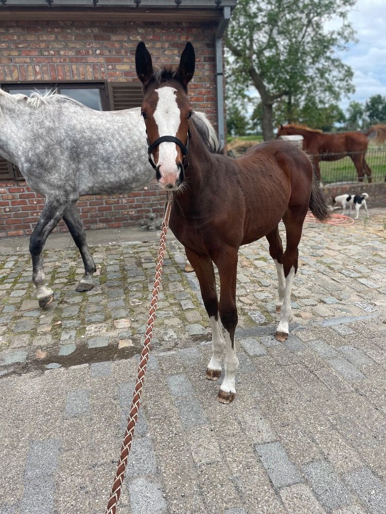 Zangersheide allrounder Merrie te koop - Foto 6