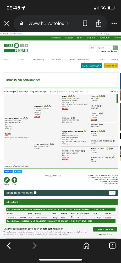 Zangersheide allrounder Merrie te koop - Foto 3