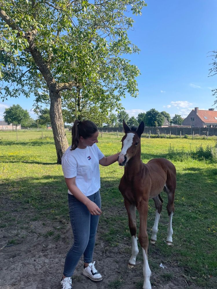 Springgefokt merrieveulen te koop