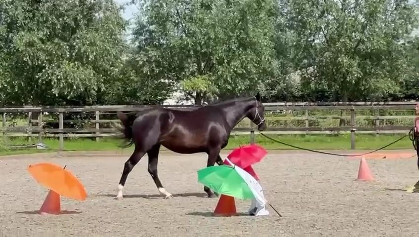 NRPS dressuurpaard Merrie 4 years old Donkerbruin for sale - Photo 2