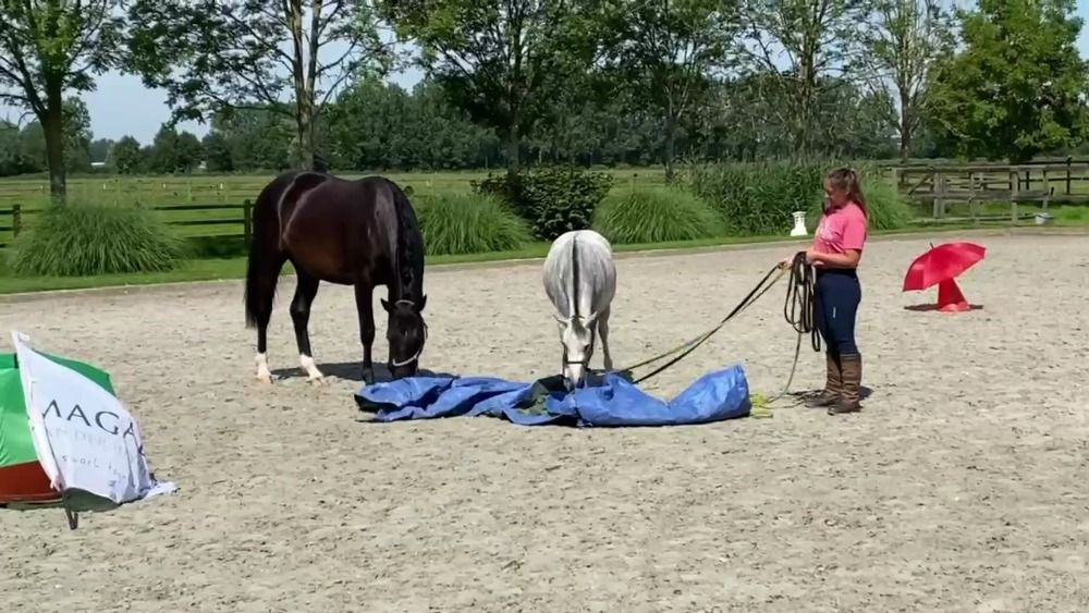 NRPS dressuurpaard Merrie 4 years old Donkerbruin for sale - Photo 4