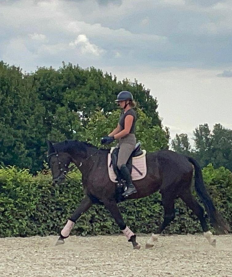 Promising well-behaved 4-year-old dressage mare