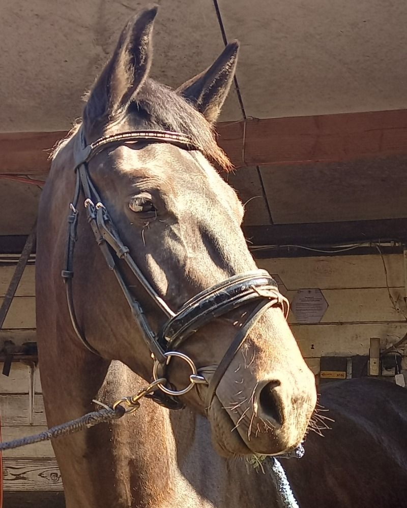 NRPS dressuurpaard Merrie 4 years old Donkerbruin for sale - Photo 3