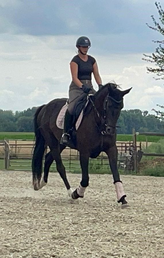 NRPS dressuurpaard Merrie 4 years old Donkerbruin for sale - Photo 5