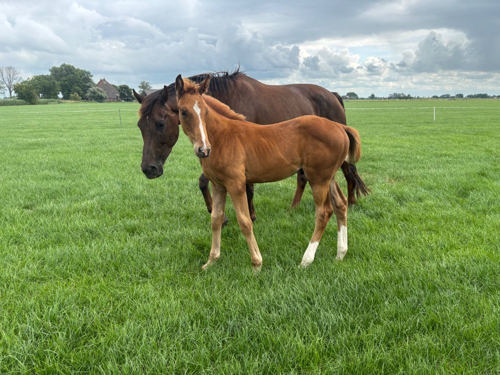 KWPN dressuurpaard Hengst Vos te koop - Foto 3