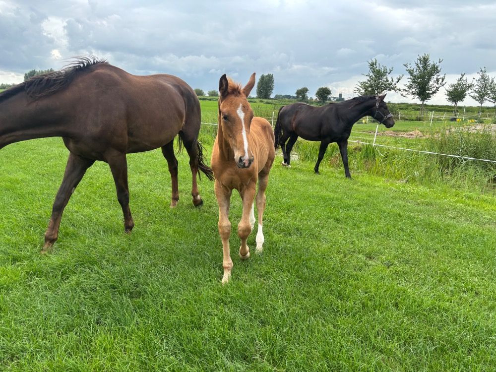KWPN dressuurpaard Hengst Vos te koop - Foto 4