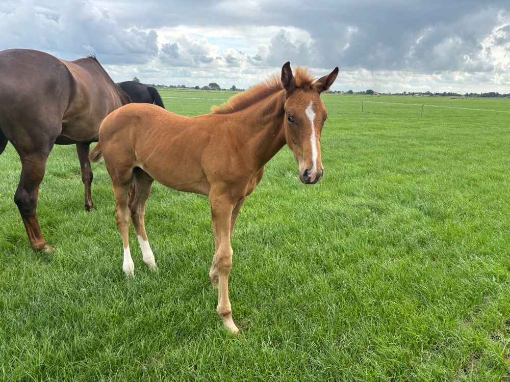 KWPN dressuurpaard Hengst Vos te koop - Foto 2
