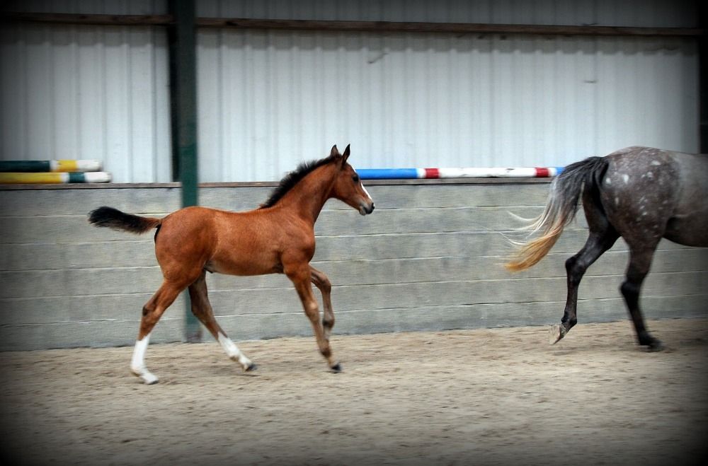 springpaard Merrie Bruin te koop - Foto 3