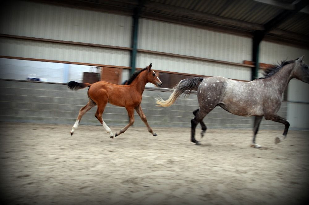 springpaard Merrie Bruin te koop - Foto 2