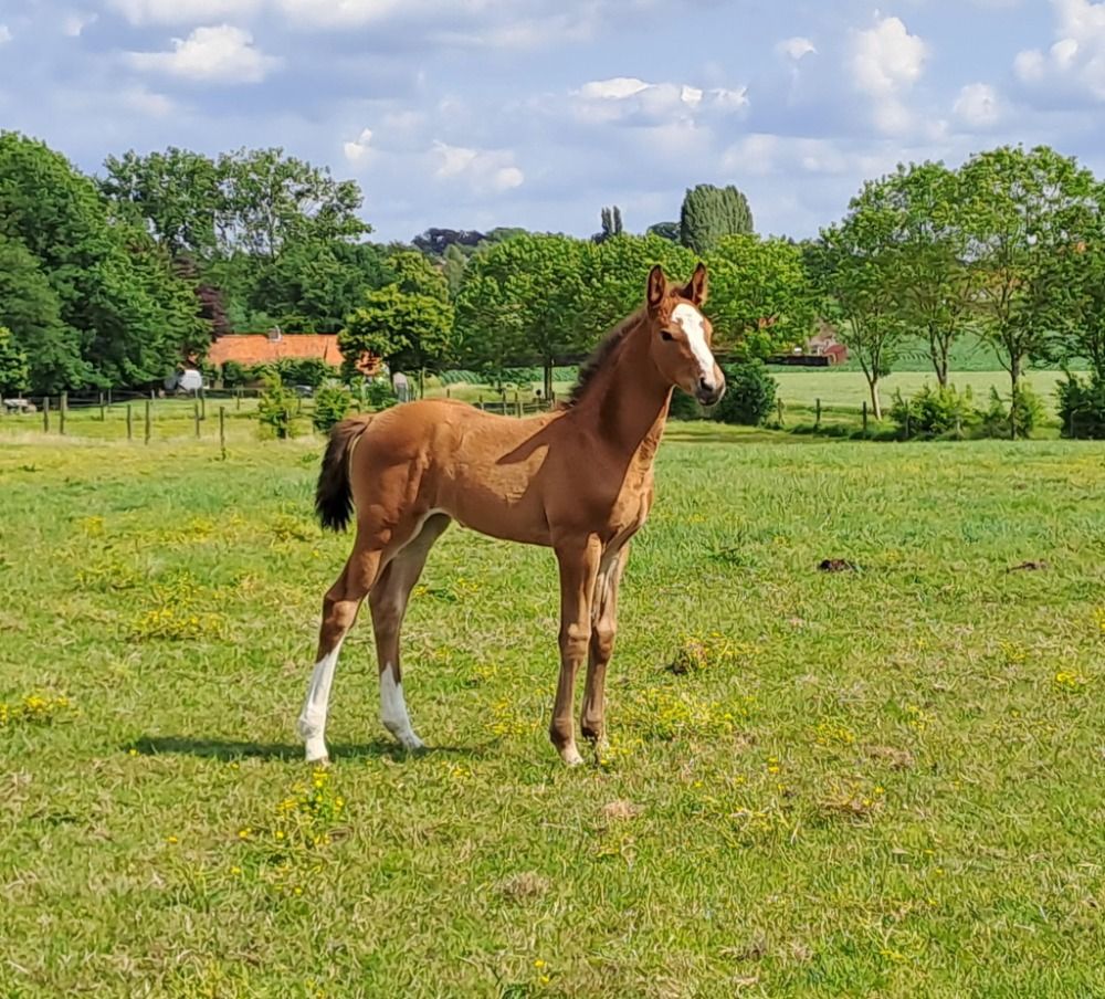 Merrie veulen uit stam Cassall
