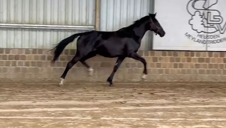 BWP dressuurpaard Merrie 3 jaar Zwart te koop - Foto 2