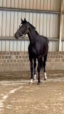 BWP dressuurpaard Merrie 3 jaar Zwart te koop - Foto 4