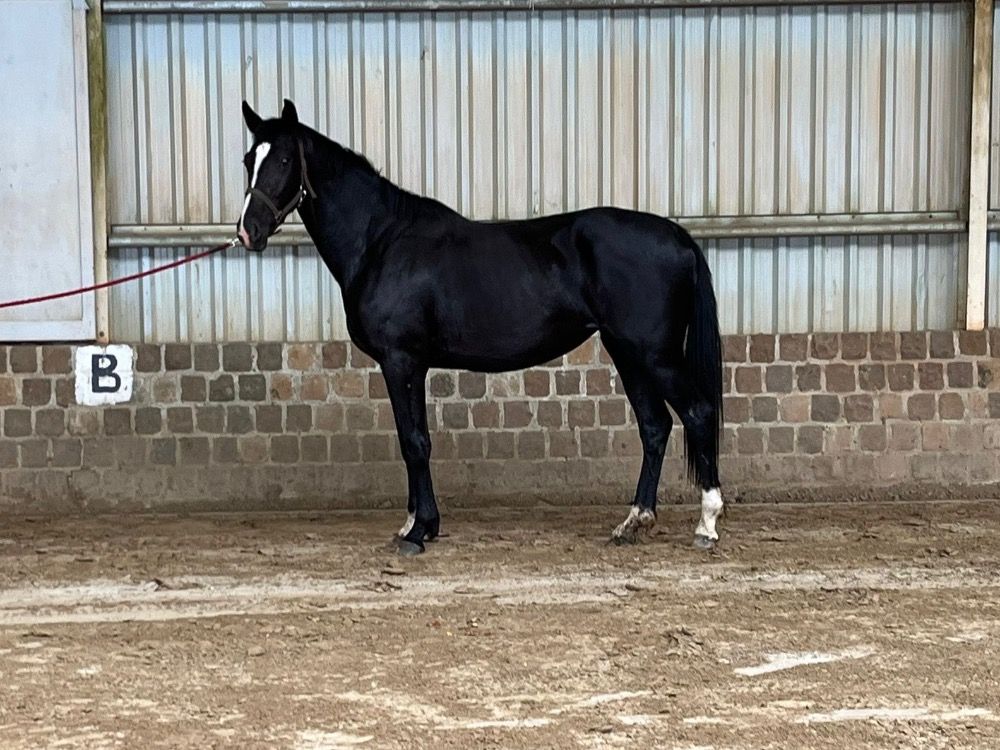 Zwarte 3-jarige dressuurmerrie Jameson RS2 x Gribaldi