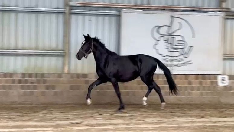 BWP dressuurpaard Merrie 3 jaar Zwart te koop - Foto 3