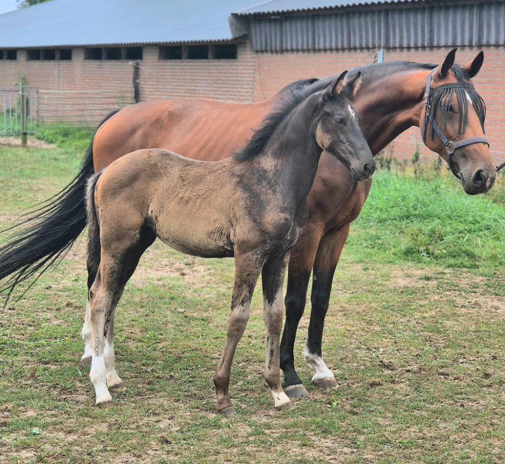 KWPN dressuurpaard Hengst Donkerbruin te koop - Foto 3