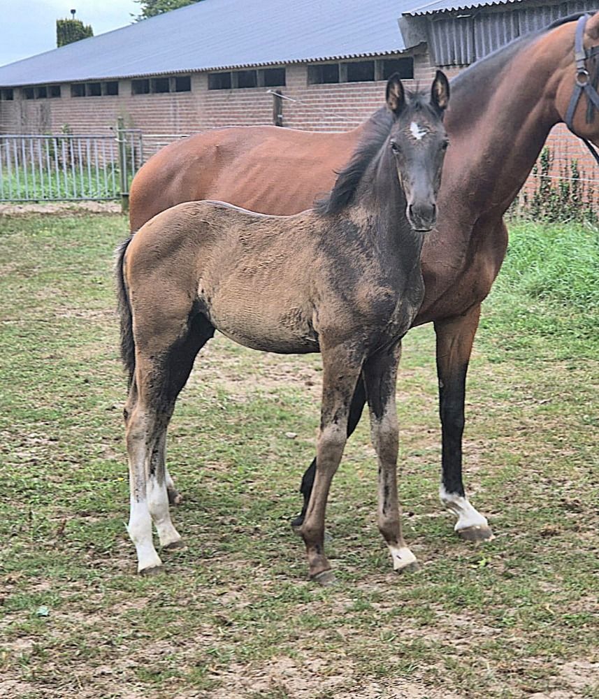 KWPN dressuurpaard Hengst Donkerbruin te koop - Foto 2