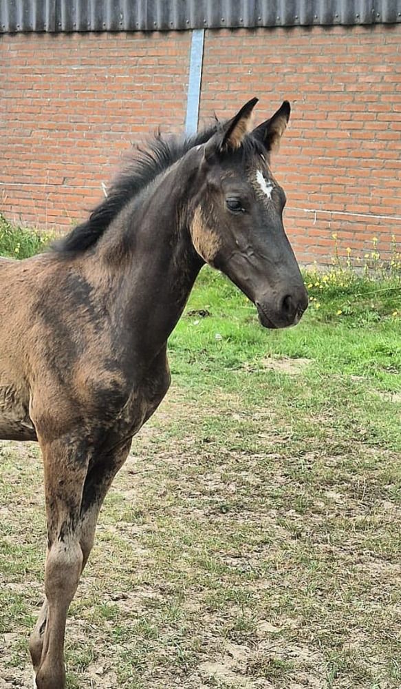 KWPN dressuurpaard Hengst Donkerbruin te koop - Foto 4