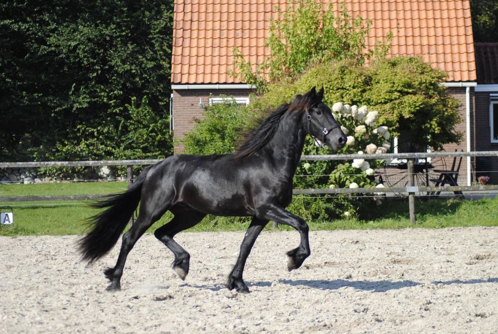 FPS (Nederland) allround fries Hengst 3 jaar Zwart te koop - Foto 3