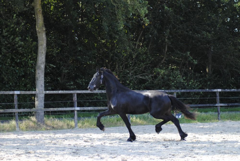FPS (Nederland) allround fries Hengst 3 jaar Zwart te koop - Foto 5