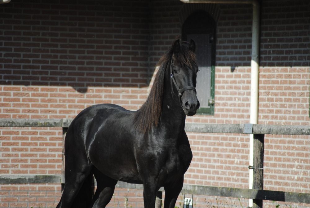FPS (Nederland) allround fries Hengst 3 jaar Zwart te koop - Foto 6