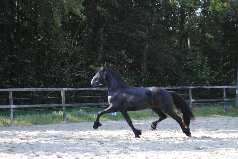 FPS (Nederland) allround fries Hengst 3 jaar Zwart te koop - Foto 4