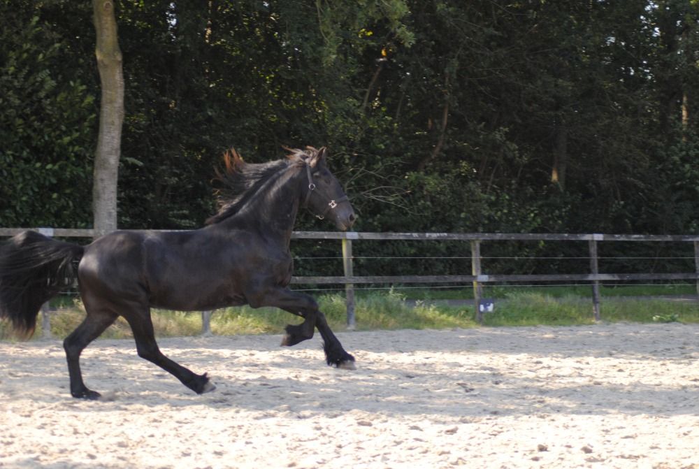 FPS (Nederland) allround fries Hengst 3 jaar Zwart te koop - Foto 2
