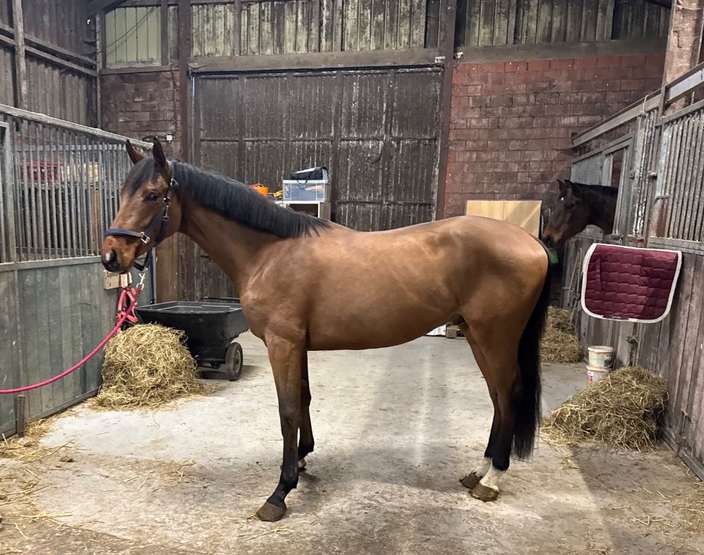 3jarige ruin Utamaro d'Ecaussines Z x Contender