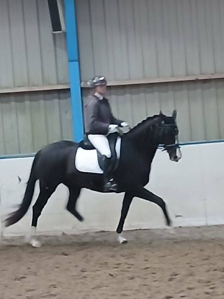 KWPN dressuurpaard Merrie 5 jaar Bruin te koop - Foto 3