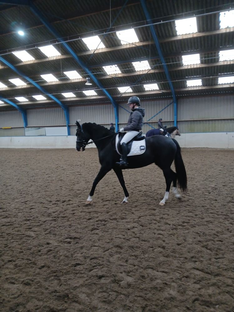 KWPN dressuurpaard Merrie 5 jaar Bruin te koop - Foto 4