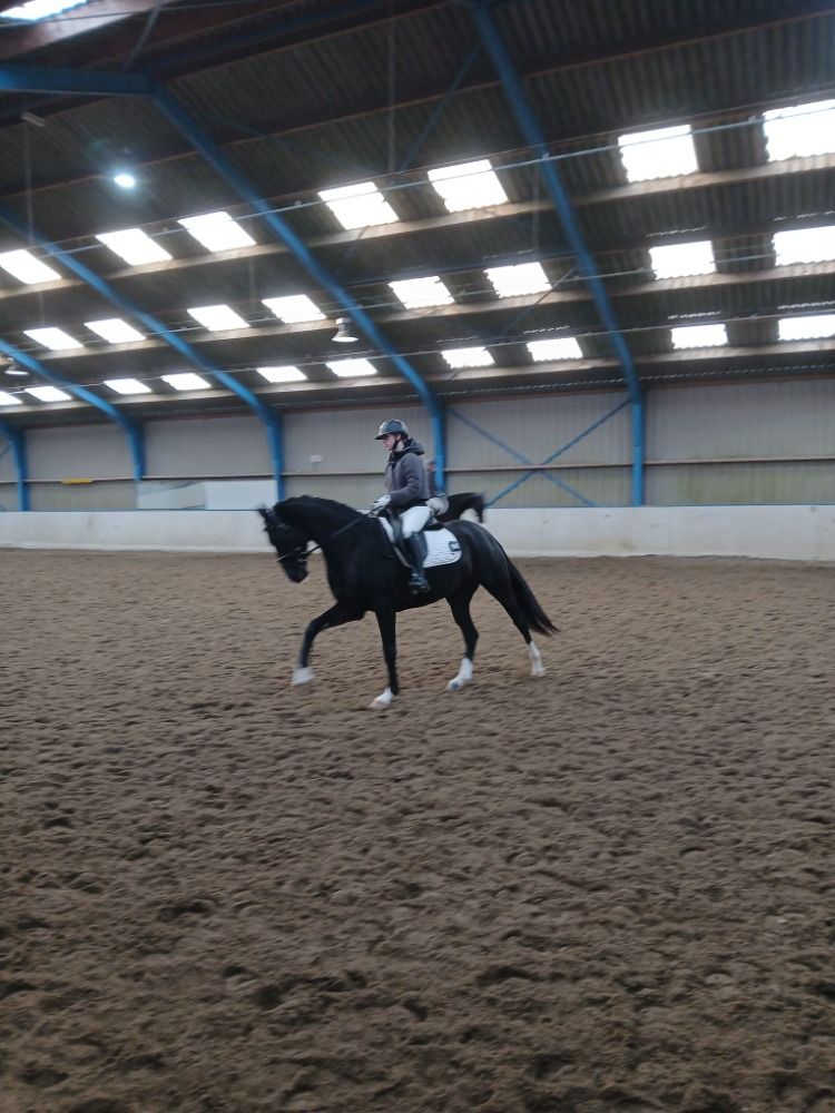 KWPN dressuurpaard Merrie 5 jaar Bruin te koop - Foto 5
