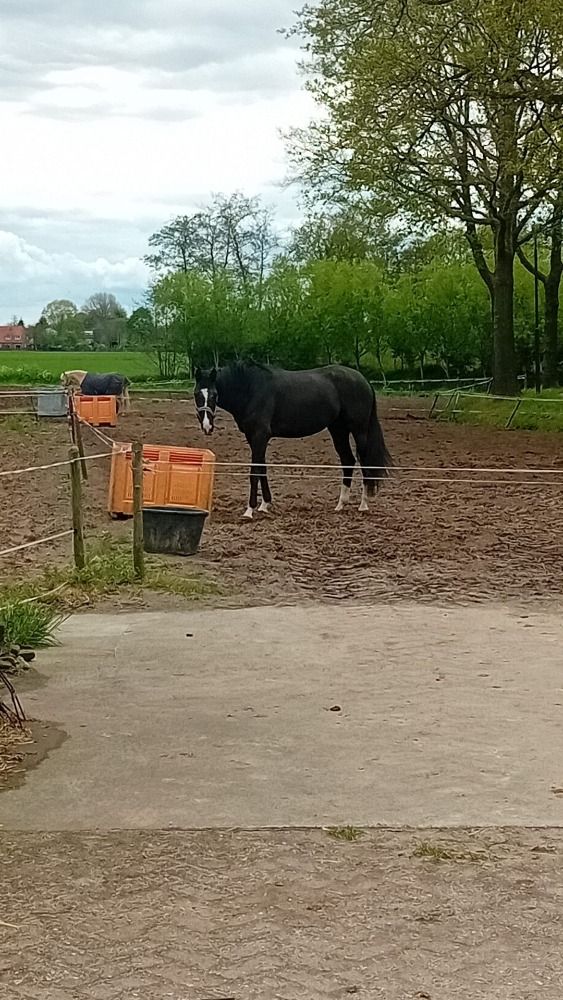 KWPN dressuurpaard Merrie 5 jaar Bruin te koop - Foto 2