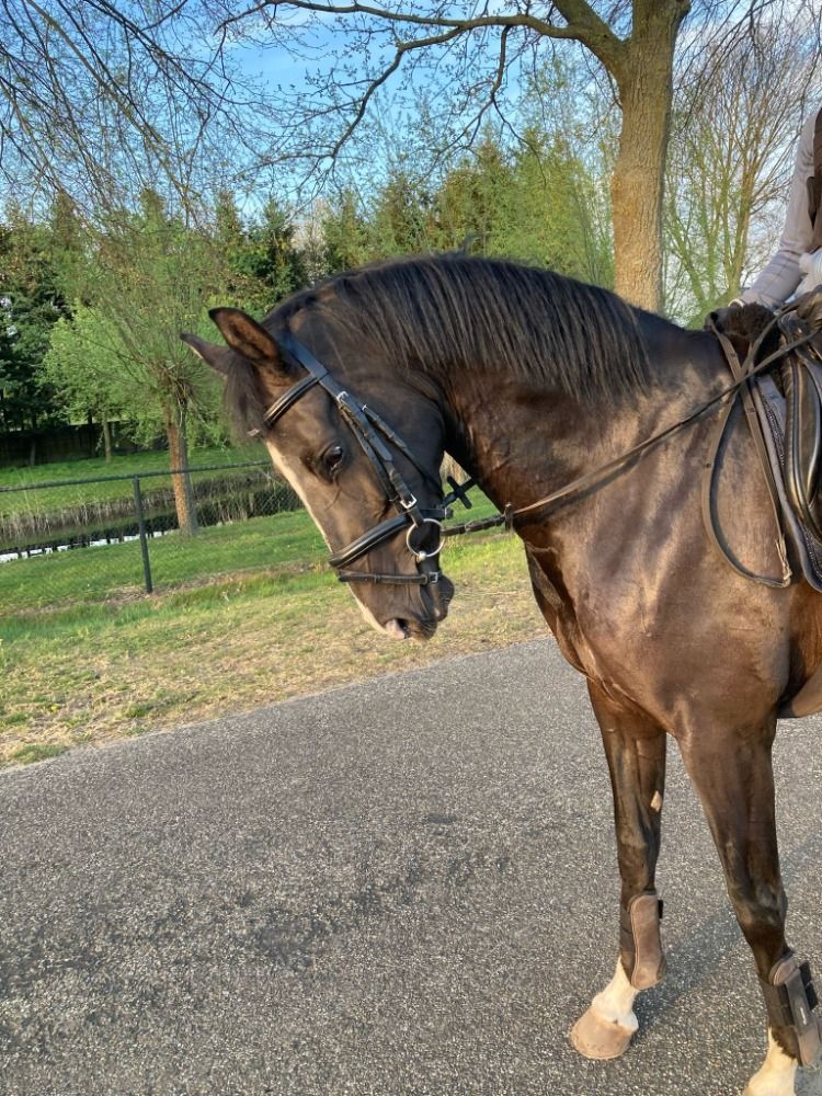 KWPN dressuurpaard Merrie 5 jaar Bruin te koop - Hoofdfoto