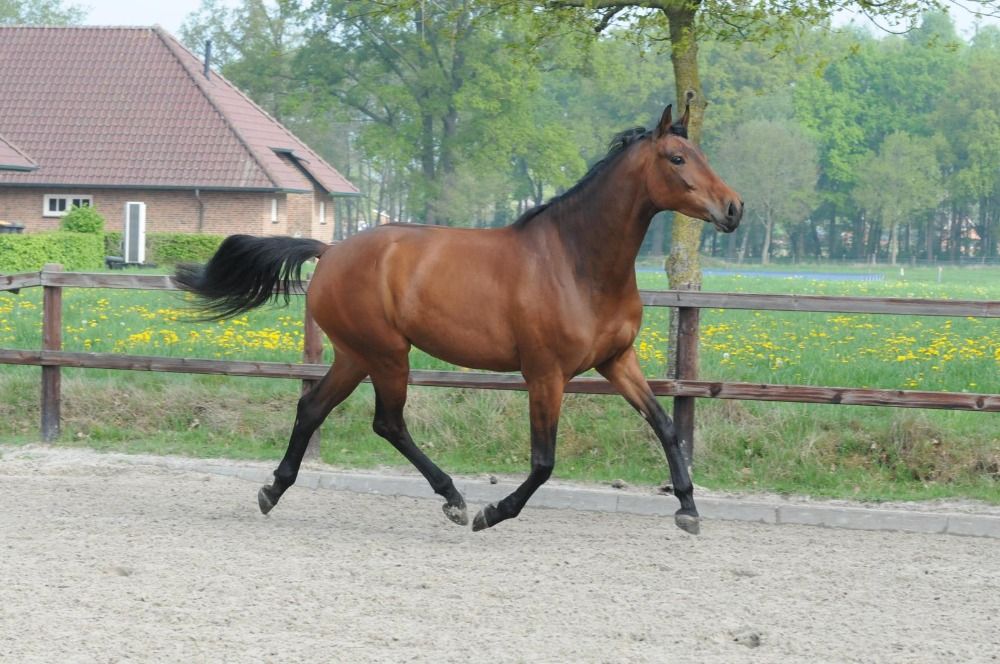 KWPN dressuurpaard Merrie 5 jaar te koop - Foto 4