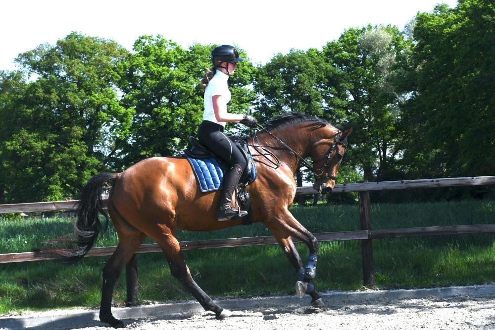 KWPN dressuurpaard Merrie 5 jaar te koop - Foto 2
